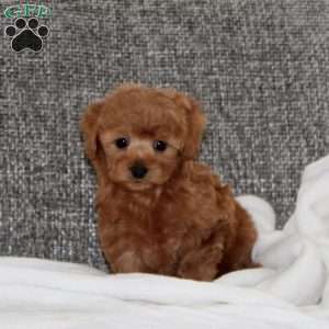 Krystal, Havapoo Puppy